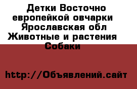 Детки Восточно-европейкой овчарки - Ярославская обл. Животные и растения » Собаки   